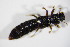 ( - BFB_Col_FK_11284)  @11 [ ] CreativeCommons - Attribution Non-Commercial Share-Alike (2015) Unspecified SNSB, Zoologische Staatssammlung Muenchen