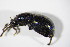  ( - BFB_Col_FK_11288)  @13 [ ] CreativeCommons - Attribution Non-Commercial Share-Alike (2015) Unspecified SNSB, Zoologische Staatssammlung Muenchen
