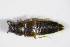  ( - BFB_Col_FK_7901)  @11 [ ] CreativeCommons - Attribution Non-Commercial Share-Alike (2015) Unspecified SNSB, Zoologische Staatssammlung Muenchen