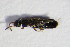  ( - BFB_Col_FK_7920)  @12 [ ] CreativeCommons - Attribution Non-Commercial Share-Alike (2015) Unspecified SNSB, Zoologische Staatssammlung Muenchen