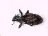  (Sitona suturalis - BFB_Col_FK_9823)  @13 [ ] CreativeCommons - Attribution Non-Commercial Share-Alike (2015) Unspecified SNSB, Zoologische Staatssammlung Muenchen