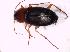  ( - BFB_Col_FK_9869)  @12 [ ] CreativeCommons - Attribution Non-Commercial Share-Alike (2015) Unspecified SNSB, Zoologische Staatssammlung Muenchen