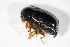  ( - BFB_Col_FK_9984)  @12 [ ] CreativeCommons - Attribution Non-Commercial Share-Alike (2015) Unspecified SNSB, Zoologische Staatssammlung Muenchen