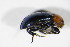  ( - BFB_Col_FK_9988)  @12 [ ] CreativeCommons - Attribution Non-Commercial Share-Alike (2015) Unspecified SNSB, Zoologische Staatssammlung Muenchen