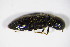  ( - BFB_Col_FK_9995)  @11 [ ] CreativeCommons - Attribution Non-Commercial Share-Alike (2015) Unspecified SNSB, Zoologische Staatssammlung Muenchen