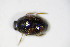  ( - BFB_Col_FK_10402)  @11 [ ] CreativeCommons - Attribution Non-Commercial Share-Alike (2015) Unspecified SNSB, Zoologische Staatssammlung Muenchen