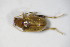  ( - BFB_Col_FK_10412)  @13 [ ] CreativeCommons - Attribution Non-Commercial Share-Alike (2015) Unspecified SNSB, Zoologische Staatssammlung Muenchen