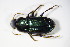  ( - BFB_Col_FK_10414)  @12 [ ] CreativeCommons - Attribution Non-Commercial Share-Alike (2015) Unspecified SNSB, Zoologische Staatssammlung Muenchen