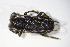  ( - BFB_Col_FK_10422)  @13 [ ] CreativeCommons - Attribution Non-Commercial Share-Alike (2015) Unspecified SNSB, Zoologische Staatssammlung Muenchen