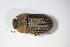  ( - BFB_Col_FK_10425)  @11 [ ] CreativeCommons - Attribution Non-Commercial Share-Alike (2015) Unspecified SNSB, Zoologische Staatssammlung Muenchen