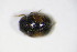  ( - BFB_Col_FK_10450)  @12 [ ] CreativeCommons - Attribution Non-Commercial Share-Alike (2015) Unspecified SNSB, Zoologische Staatssammlung Muenchen