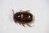  ( - BFB_Col_FK_10508)  @12 [ ] CreativeCommons - Attribution Non-Commercial Share-Alike (2015) Unspecified SNSB, Zoologische Staatssammlung Muenchen