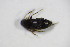  ( - BFB_Col_FK_10532)  @12 [ ] CreativeCommons - Attribution Non-Commercial Share-Alike (2015) Unspecified SNSB, Zoologische Staatssammlung Muenchen