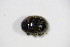  ( - BFB_Col_FK_10535)  @12 [ ] CreativeCommons - Attribution Non-Commercial Share-Alike (2015) Unspecified SNSB, Zoologische Staatssammlung Muenchen