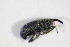  (Squamapion - BFB_Col_FK_11311)  @14 [ ] CreativeCommons - Attribution Non-Commercial Share-Alike (2015) Unspecified SNSB, Zoologische Staatssammlung Muenchen