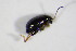  ( - BFB_Col_FK_11316)  @13 [ ] CreativeCommons - Attribution Non-Commercial Share-Alike (2015) Unspecified SNSB, Zoologische Staatssammlung Muenchen