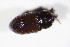  ( - BFB_Col_FK_11325)  @13 [ ] CreativeCommons - Attribution Non-Commercial Share-Alike (2015) Unspecified SNSB, Zoologische Staatssammlung Muenchen
