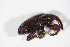  ( - BFB_Col_FK_11327)  @12 [ ] CreativeCommons - Attribution Non-Commercial Share-Alike (2015) Unspecified SNSB, Zoologische Staatssammlung Muenchen