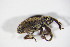  ( - BFB_Col_FK_11328)  @12 [ ] CreativeCommons - Attribution Non-Commercial Share-Alike (2015) Unspecified SNSB, Zoologische Staatssammlung Muenchen
