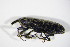  (Lixus rubicundus - BFB_Col_FK_11350)  @14 [ ] CreativeCommons - Attribution Non-Commercial Share-Alike (2015) Unspecified SNSB, Zoologische Staatssammlung Muenchen