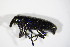  ( - BFB_Col_FK_11351)  @13 [ ] CreativeCommons - Attribution Non-Commercial Share-Alike (2015) Unspecified SNSB, Zoologische Staatssammlung Muenchen