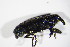  ( - BFB_Col_FK_11352)  @12 [ ] CreativeCommons - Attribution Non-Commercial Share-Alike (2015) Unspecified SNSB, Zoologische Staatssammlung Muenchen