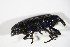  ( - BFB_Col_FK_11353)  @12 [ ] CreativeCommons - Attribution Non-Commercial Share-Alike (2015) Unspecified SNSB, Zoologische Staatssammlung Muenchen