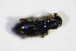  ( - BFB_Col_FK_11362)  @13 [ ] CreativeCommons - Attribution Non-Commercial Share-Alike (2015) Unspecified SNSB, Zoologische Staatssammlung Muenchen