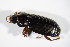  ( - BFB_Col_FK_11366)  @12 [ ] CreativeCommons - Attribution Non-Commercial Share-Alike (2015) Unspecified SNSB, Zoologische Staatssammlung Muenchen