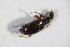  ( - BFB_Col_FK_11370)  @12 [ ] CreativeCommons - Attribution Non-Commercial Share-Alike (2015) Unspecified SNSB, Zoologische Staatssammlung Muenchen