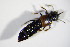  ( - BFB_Col_FK_11373)  @12 [ ] CreativeCommons - Attribution Non-Commercial Share-Alike (2015) Unspecified SNSB, Zoologische Staatssammlung Muenchen