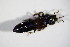  ( - BFB_Col_FK_11374)  @13 [ ] CreativeCommons - Attribution Non-Commercial Share-Alike (2015) Unspecified SNSB, Zoologische Staatssammlung Muenchen