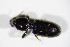  ( - BFB_Col_FK_11381)  @12 [ ] CreativeCommons - Attribution Non-Commercial Share-Alike (2015) Unspecified SNSB, Zoologische Staatssammlung Muenchen