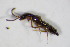  ( - BFB_Col_FK_11394)  @12 [ ] CreativeCommons - Attribution Non-Commercial Share-Alike (2015) Unspecified SNSB, Zoologische Staatssammlung Muenchen