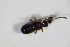  ( - BFB_Col_FK_11395)  @12 [ ] CreativeCommons - Attribution Non-Commercial Share-Alike (2015) Unspecified SNSB, Zoologische Staatssammlung Muenchen
