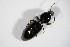 ( - BFB_Col_FK_11400)  @12 [ ] CreativeCommons - Attribution Non-Commercial Share-Alike (2015) Unspecified SNSB, Zoologische Staatssammlung Muenchen