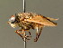  (Tabanus autumnalis - BC ZSM DIP 00028)  @14 [ ] CreativeCommons - Attribution Non-Commercial Share-Alike (2010) Unspecified SNSB, Zoologische Staatssammlung Muenchen