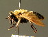  (Therioplectes - BC ZSM DIP 00050)  @14 [ ] CreativeCommons - Attribution Non-Commercial Share-Alike (2010) Unspecified SNSB, Zoologische Staatssammlung Muenchen