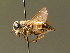  (Tabanus miki - BC ZSM DIP 00075)  @11 [ ] CreativeCommons - Attribution Non-Commercial Share-Alike (2010) Unspecified SNSB, Zoologische Staatssammlung Muenchen