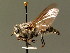  (Tabanus rupium - BC ZSM DIP 00079)  @11 [ ] CreativeCommons - Attribution Non-Commercial Share-Alike (2010) Unspecified SNSB, Zoologische Staatssammlung Muenchen