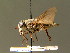  (Tabanus bromius - BC ZSM DIP 00099)  @14 [ ] CreativeCommons - Attribution Non-Commercial Share-Alike (2010) Unspecified SNSB, Zoologische Staatssammlung Muenchen
