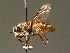  (Hybomitra arpadi - BC ZSM DIP 00130)  @15 [ ] CreativeCommons - Attribution Non-Commercial Share-Alike (2010) Unspecified SNSB, Zoologische Staatssammlung Muenchen