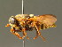  (Hybomitra aterrima - BC ZSM DIP 00148)  @14 [ ] CreativeCommons - Attribution Non-Commercial Share-Alike (2010) Unspecified SNSB, Zoologische Staatssammlung Muenchen