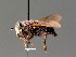  ( - BC ZSM DIP 00169)  @11 [ ] CreativeCommons - Attribution Non-Commercial Share-Alike (2010) Unspecified SNSB, Zoologische Staatssammlung Muenchen