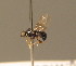  ( - BC_ZSM_DIP_00403)  @11 [ ] CreativeCommons - Attribution Non-Commercial Share-Alike (2010) Unspecified SNSB, Zoologische Staatssammlung Muenchen