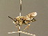  ( - BC_ZSM_DIP_00435)  @11 [ ] CreativeCommons - Attribution Non-Commercial Share-Alike (2010) Unspecified SNSB, Zoologische Staatssammlung Muenchen