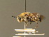  ( - BC_ZSM_DIP_00436)  @11 [ ] CreativeCommons - Attribution Non-Commercial Share-Alike (2010) Unspecified SNSB, Zoologische Staatssammlung Muenchen