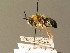  ( - BC_ZSM_DIP_00437)  @11 [ ] CreativeCommons - Attribution Non-Commercial Share-Alike (2010) Unspecified SNSB, Zoologische Staatssammlung Muenchen