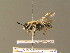  ( - BC_ZSM_DIP_00438)  @11 [ ] CreativeCommons - Attribution Non-Commercial Share-Alike (2010) Unspecified SNSB, Zoologische Staatssammlung Muenchen