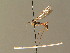  ( - BC_ZSM_DIP_00461)  @11 [ ] CreativeCommons - Attribution Non-Commercial Share-Alike (2010) Unspecified SNSB, Zoologische Staatssammlung Muenchen